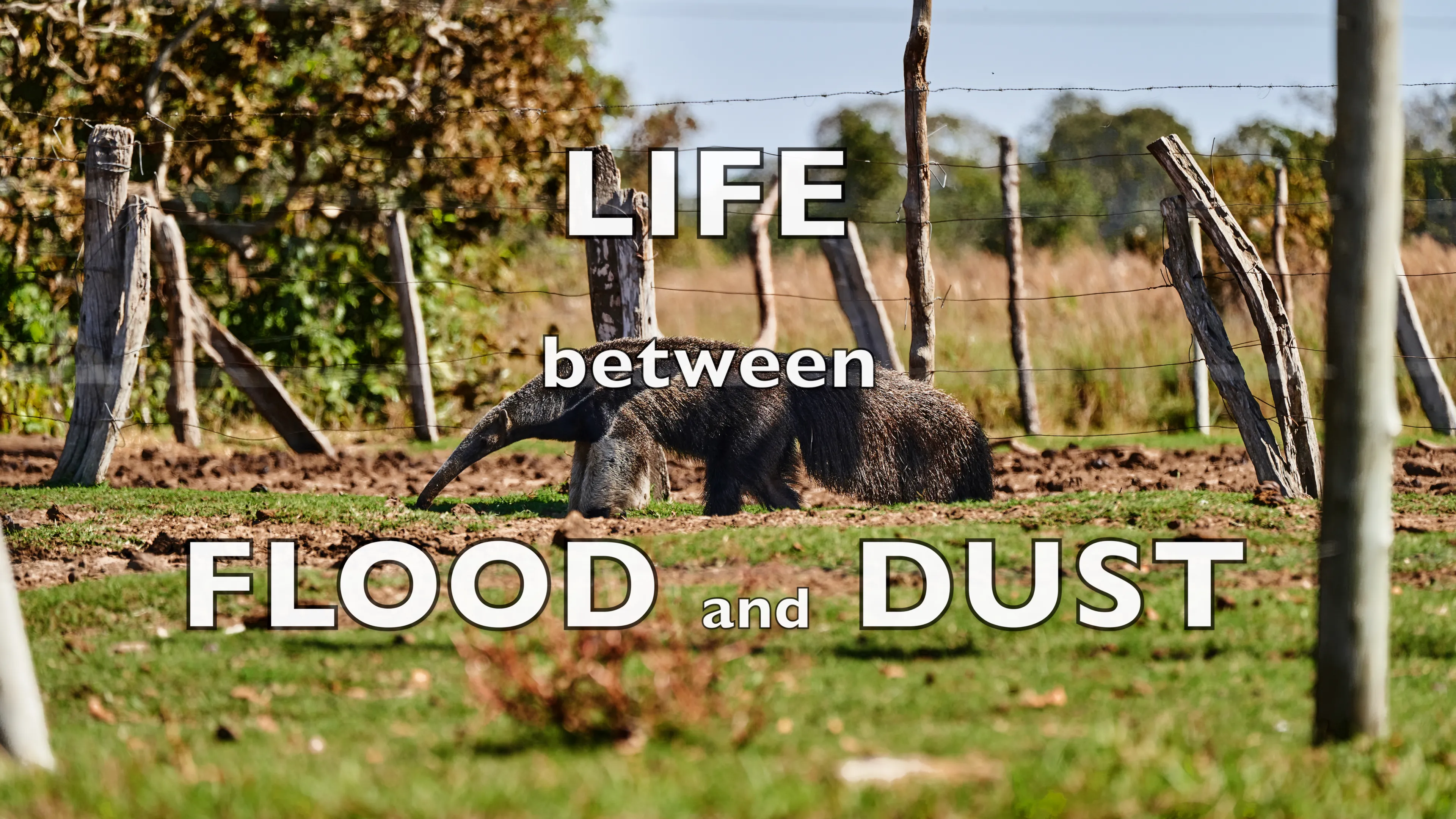 Life between Flood and Dust poster